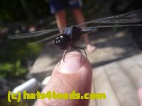 /home//u458753944/public_html/sourcegallery////////////Insects and small critters/dragonflies and damselflies/P1140144.JPG